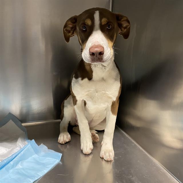 Adoptable Dog