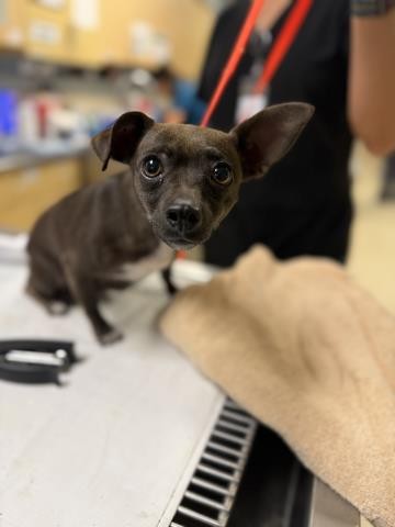 Chiquita