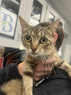 Adoptable Cat