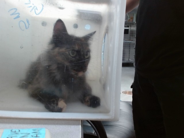 Athena