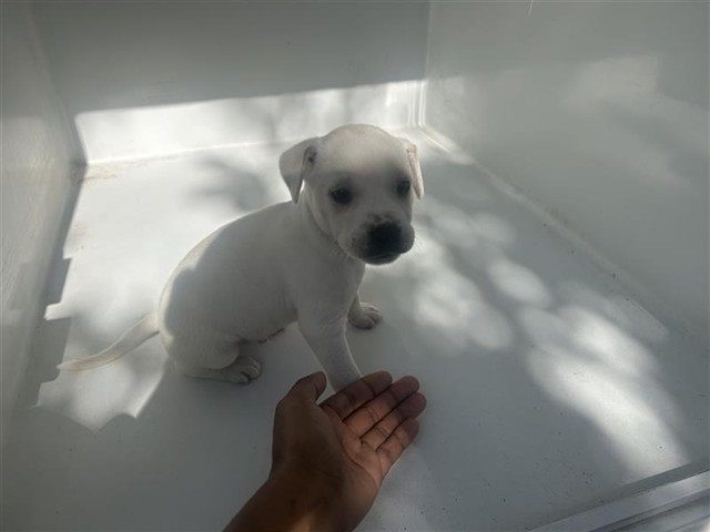 Adoptable Dog