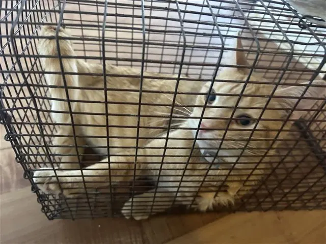 Adoptable Cat