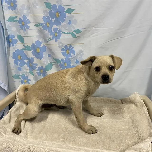 Adoptable Dog