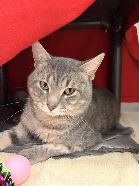 *Tempie