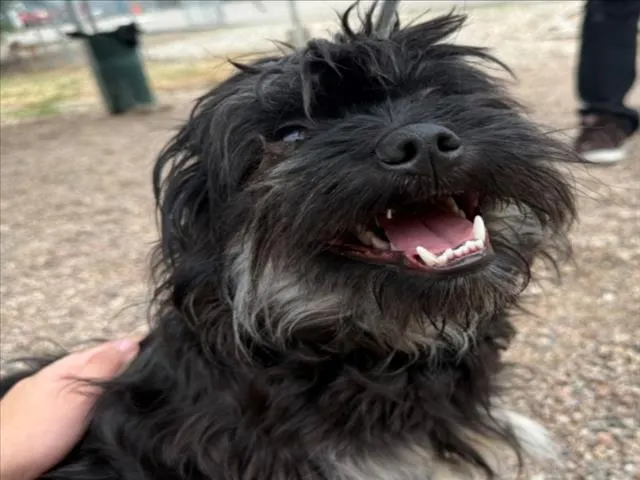 Frankie