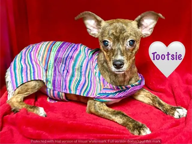 Tootsie