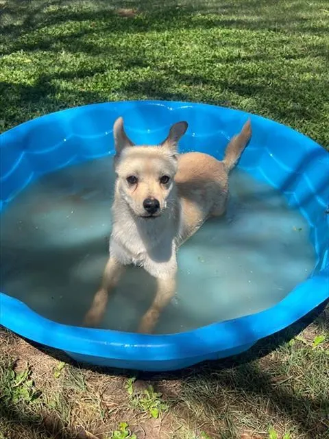 Adoptable Dog