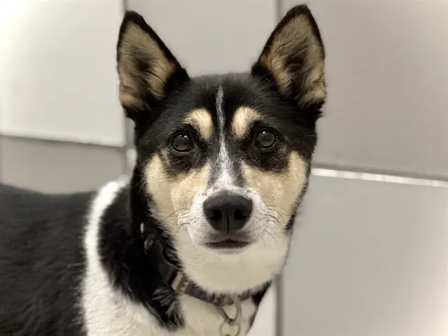 Dakota