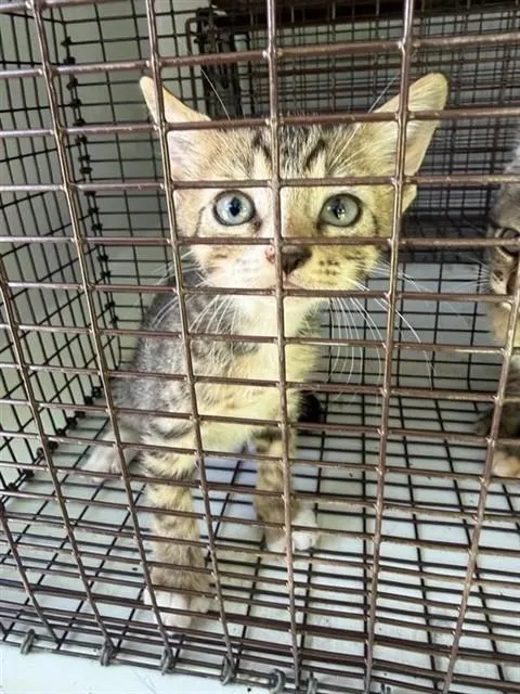 Adoptable Cat