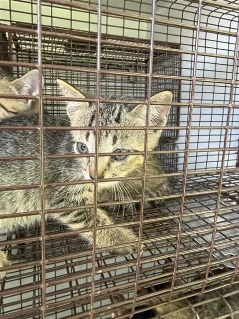 Adoptable Cat