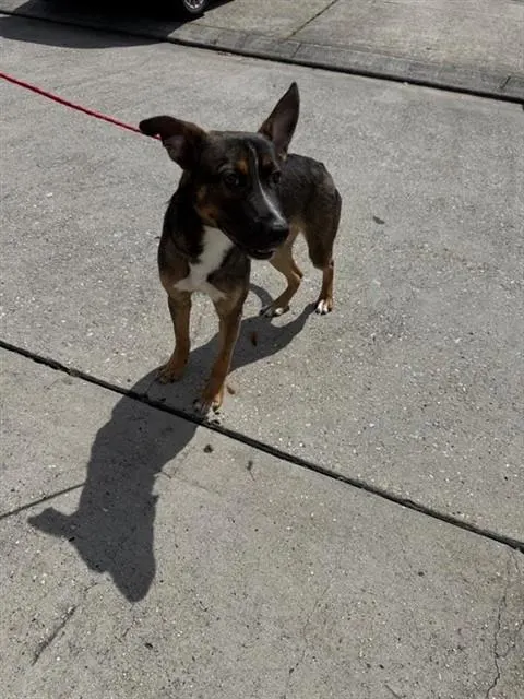Adoptable Dog