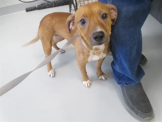 Adoptable Dog