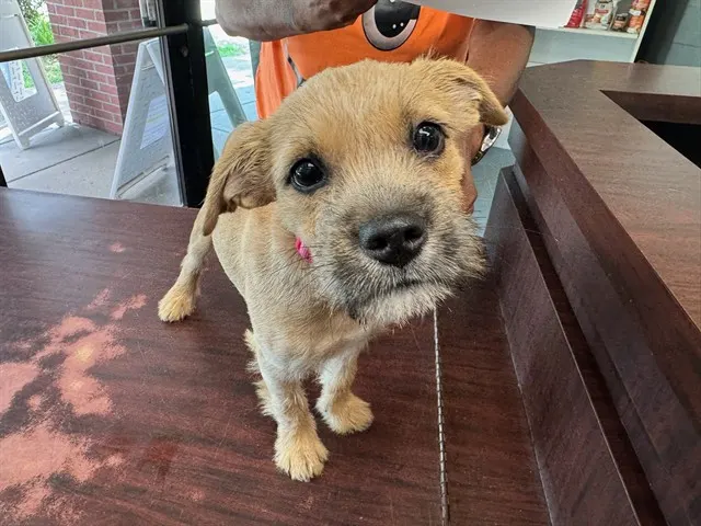 Charlie