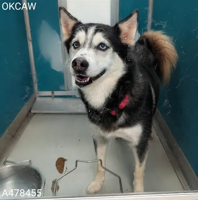 Adoptable Dog