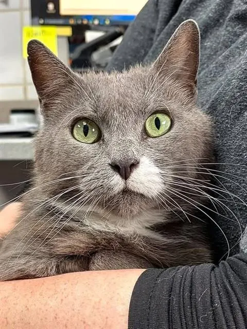 Ellie