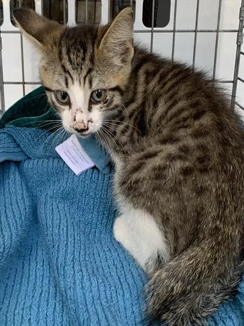 Adoptable Cat