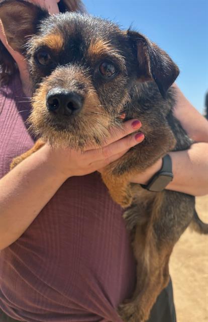 Adoptable Dog