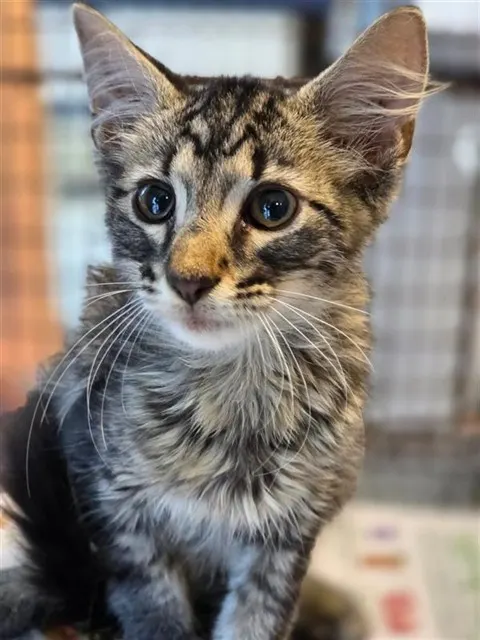 Adoptable Cat