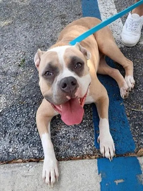 Adoptable Dog