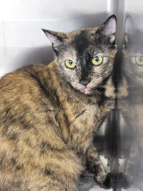 Adoptable Cat