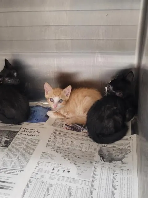 Adoptable Cat