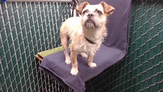 Adoptable Dog