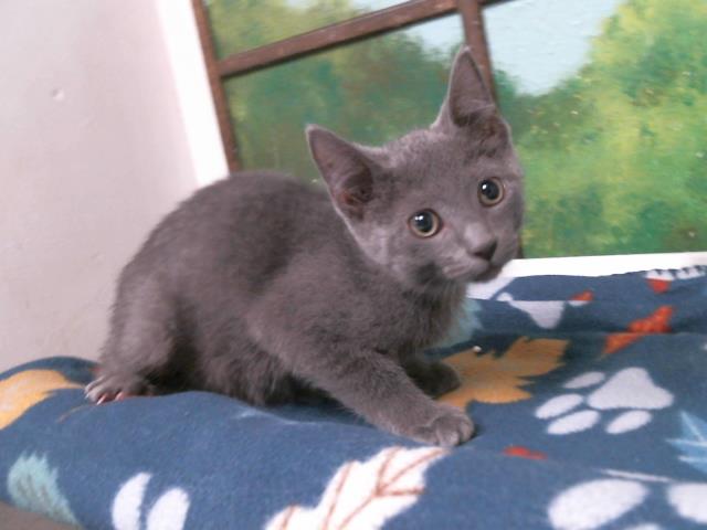 Lacie