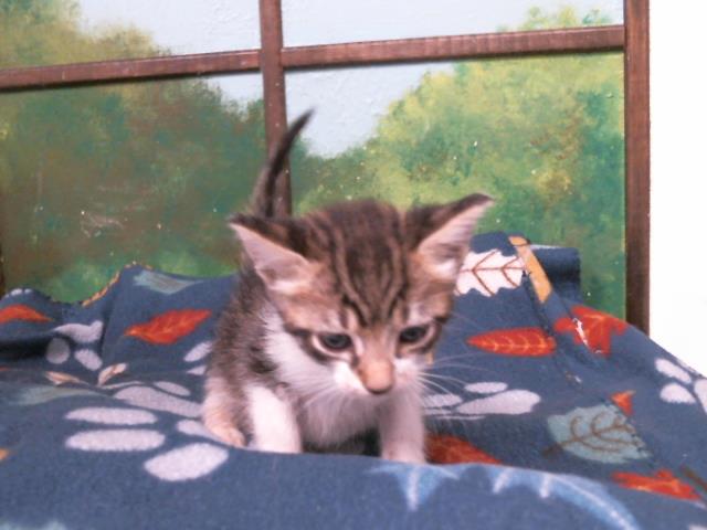 Jax