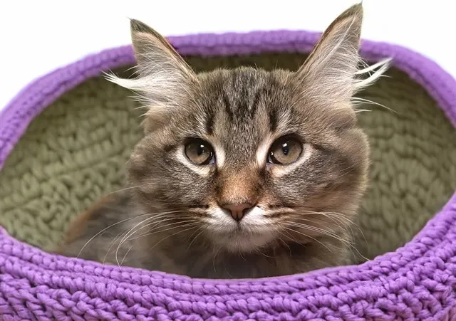 Penelope