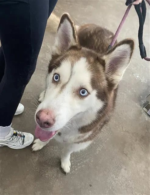 Oso
