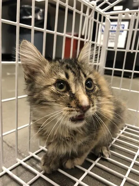 Adoptable Cat