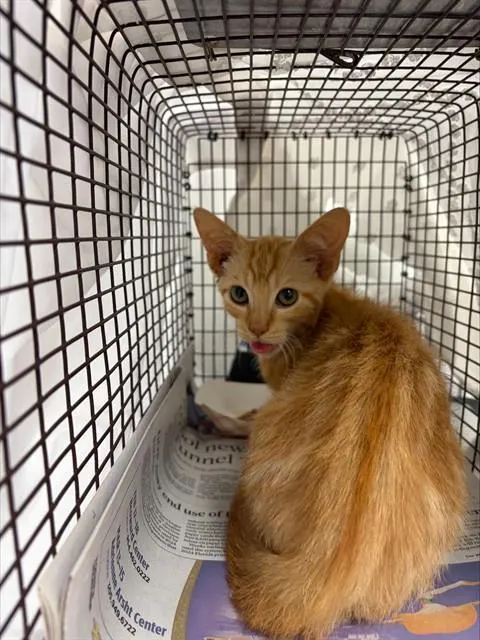 Milo
