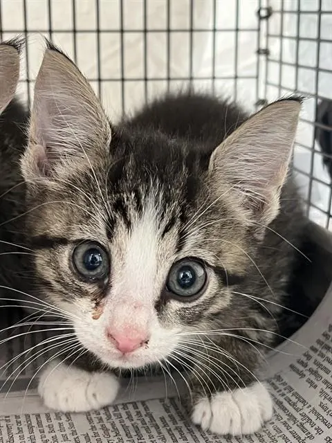 Adoptable Cat