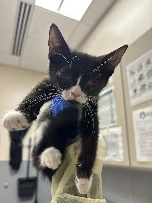 *Sylvester