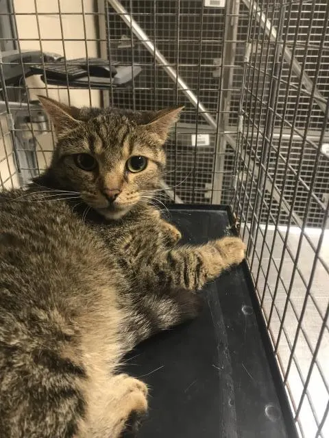 Adoptable Cat