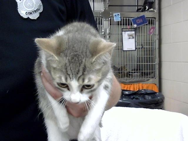 Adoptable Cat