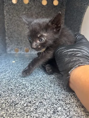 Mr.Whiskers