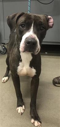 Adoptable Dog