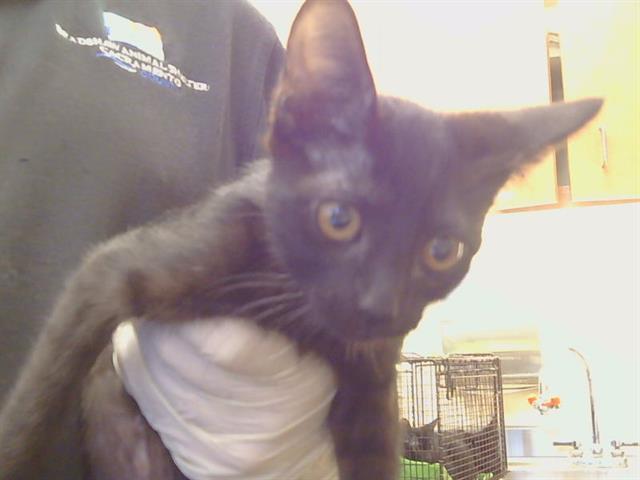 Adoptable Cat