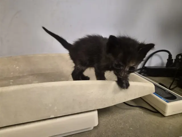 Adoptable Cat