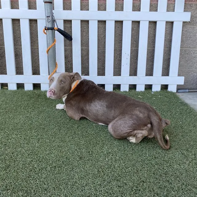 Adoptable Dog