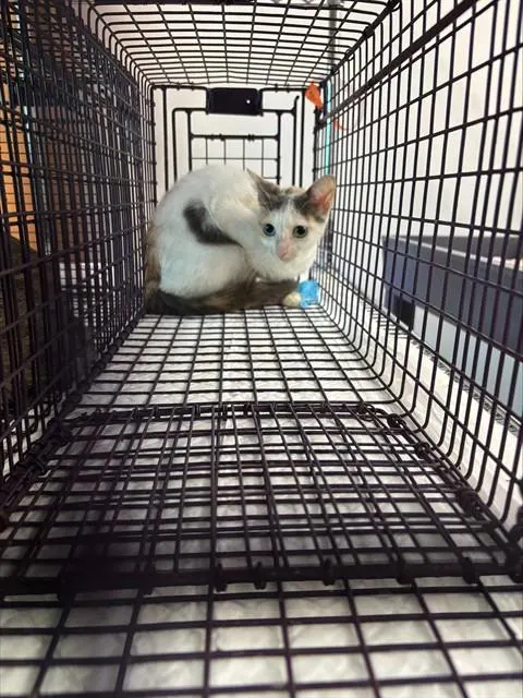 Adoptable Cat