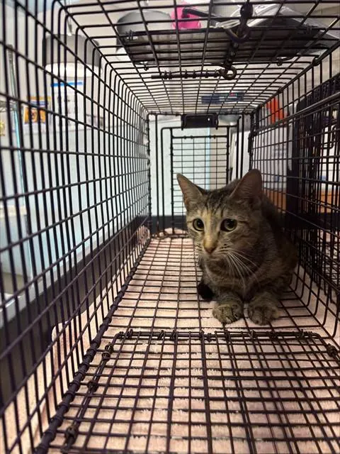 Adoptable Cat
