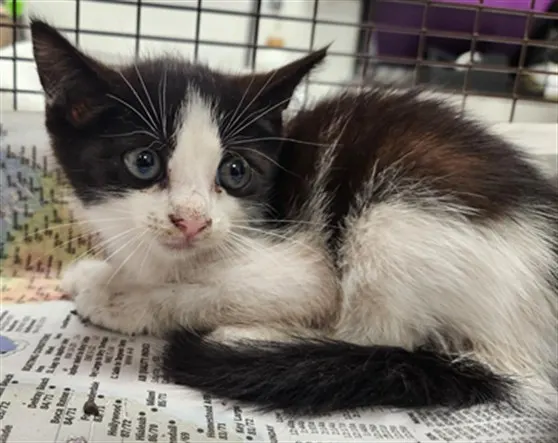 Adoptable Cat