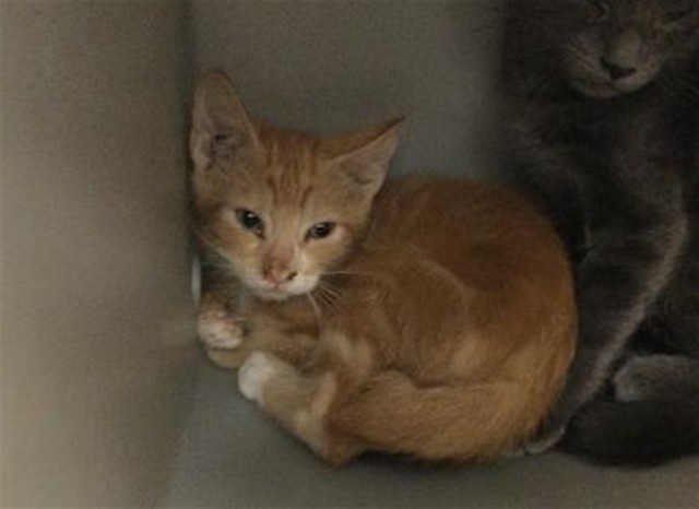 Adoptable Cat