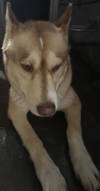 Nala