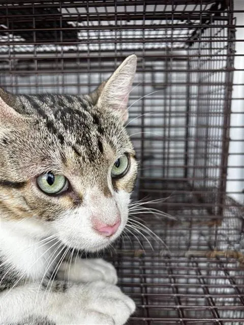 Adoptable Cat