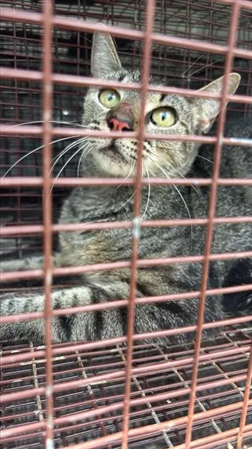 Adoptable Cat