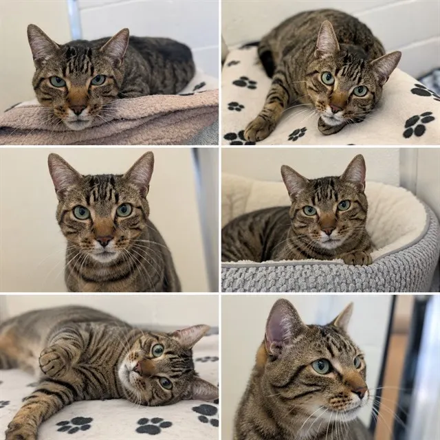 Adoptable Cat
