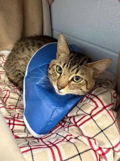 Adoptable Cat